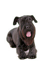 schwarzer Mittelschnauzer