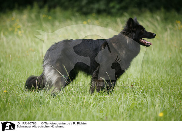 Schwarzer Altdeutscher Htehund / Old German Sheepdog / RR-16783