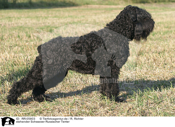 stehender Schwarzer Russischer Terrier / RR-05803