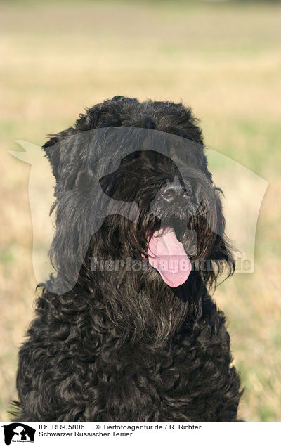 Schwarzer Russischer Terrier / Black Russain Terrier Portrait / RR-05806