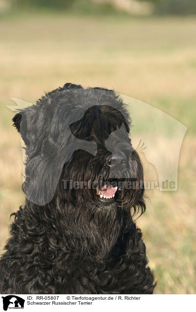 Schwarzer Russischer Terrier / Black Russain Terrier Portrait / RR-05807