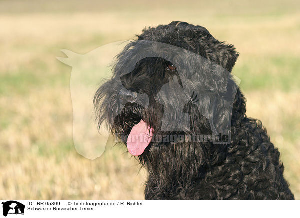 Schwarzer Russischer Terrier / RR-05809