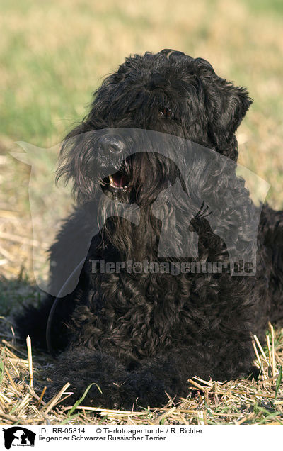 liegender Schwarzer Russischer Terrier / lying black russian terrier / RR-05814