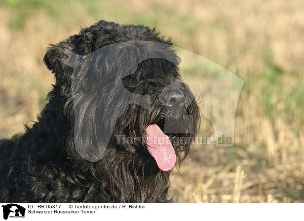 Schwarzer Russischer Terrier / Black Russian Terrier Portrait / RR-05817