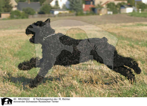 rennender Schwarzer Russischer Terrier / running black russian terrier / RR-05822
