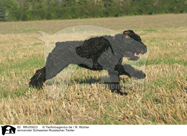 rennender Schwarzer Russischer Terrier / running black russian terrier / RR-05823