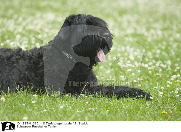 Schwarzer Russischer Terrier / SST-01035