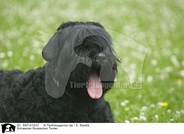 Schwarzer Russischer Terrier / SST-01037