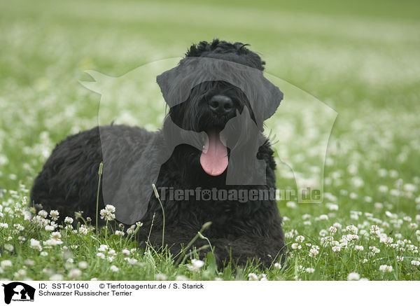 Schwarzer Russischer Terrier / Black Russian Terrier / SST-01040