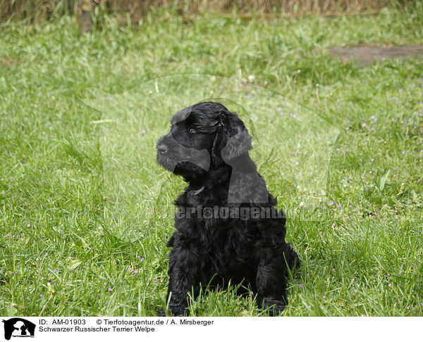 Schwarzer Russischer Terrier Welpe / AM-01903