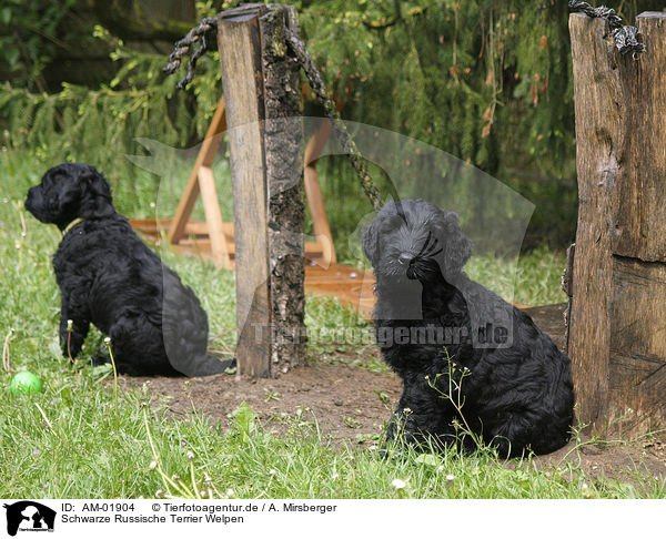 Schwarze Russische Terrier Welpen / AM-01904