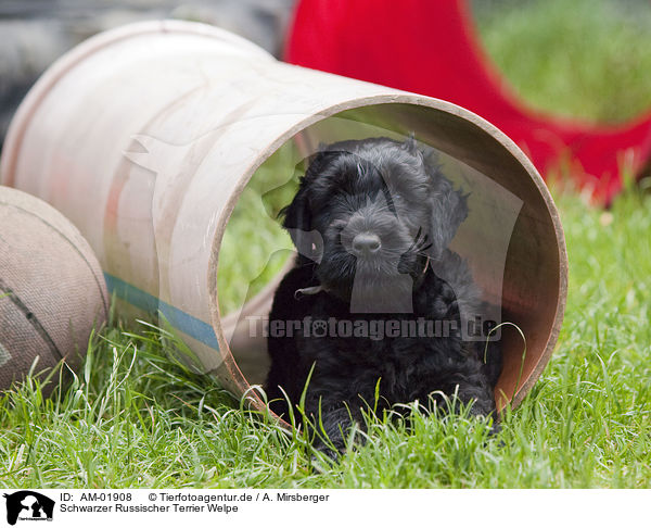 Schwarzer Russischer Terrier Welpe / AM-01908