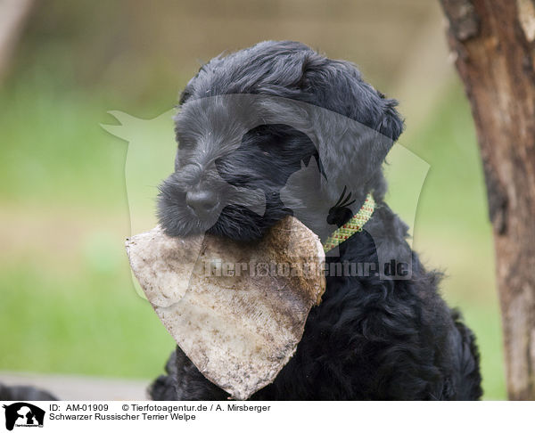 Schwarzer Russischer Terrier Welpe / AM-01909