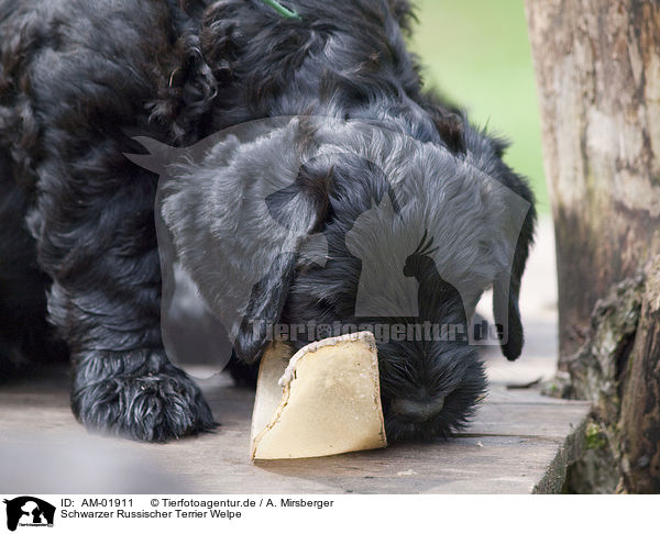 Schwarzer Russischer Terrier Welpe / AM-01911