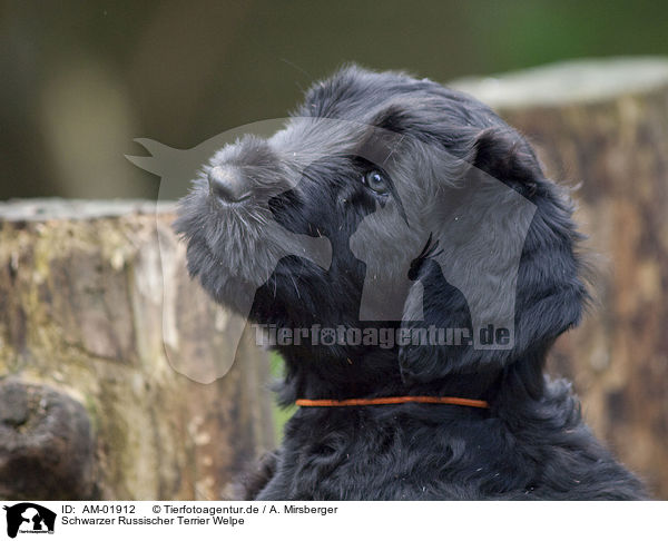 Schwarzer Russischer Terrier Welpe / AM-01912