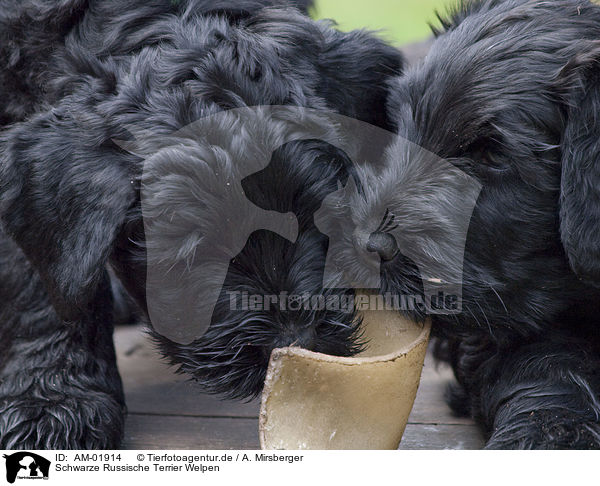 Schwarze Russische Terrier Welpen / AM-01914