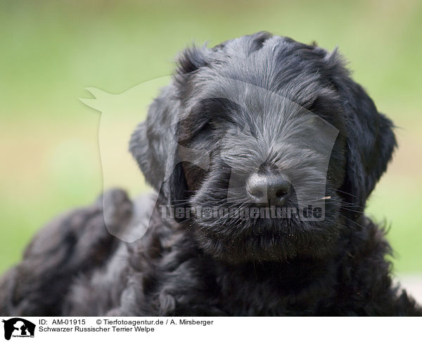 Schwarzer Russischer Terrier Welpe / AM-01915