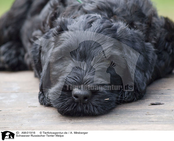 Schwarzer Russischer Terrier Welpe / AM-01916