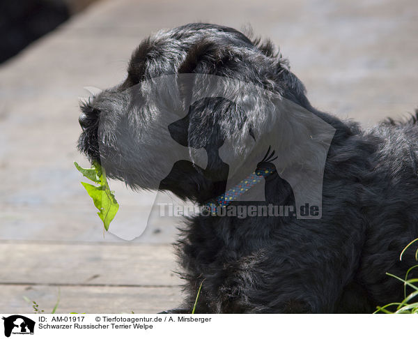 Schwarzer Russischer Terrier Welpe / AM-01917