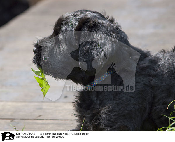 Schwarzer Russischer Terrier Welpe / black russian terrier puppy / AM-01917
