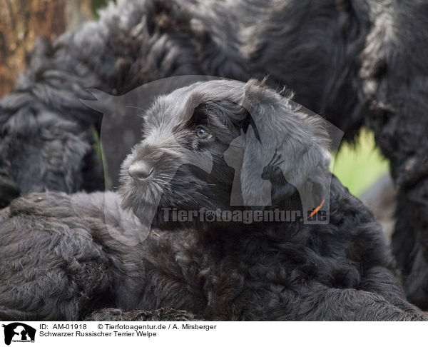 Schwarzer Russischer Terrier Welpe / AM-01918