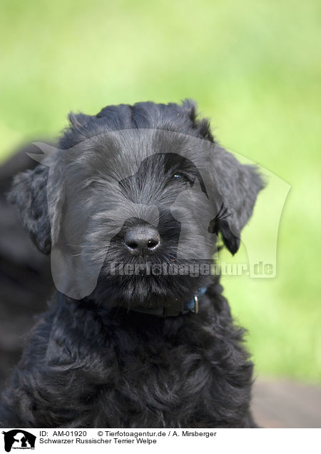 Schwarzer Russischer Terrier Welpe / AM-01920