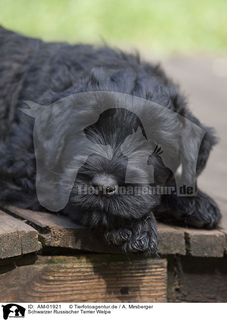 Schwarzer Russischer Terrier Welpe / AM-01921