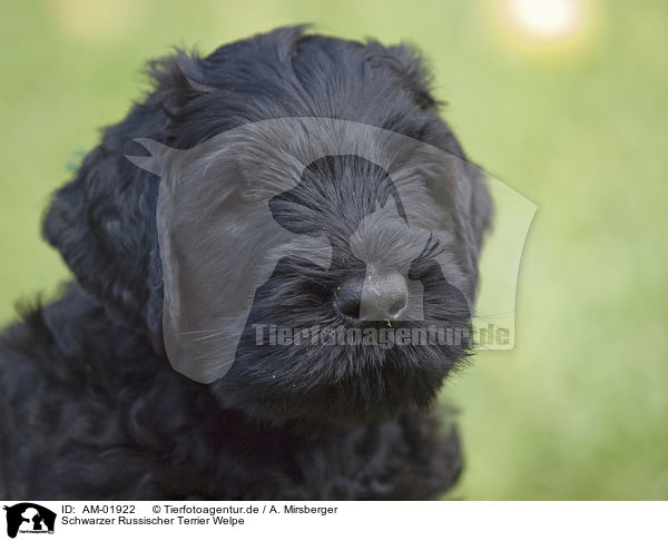 Schwarzer Russischer Terrier Welpe / AM-01922