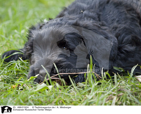 Schwarzer Russischer Terrier Welpe / AM-01924