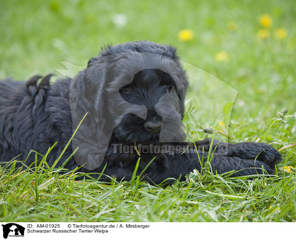 Schwarzer Russischer Terrier Welpe / AM-01925