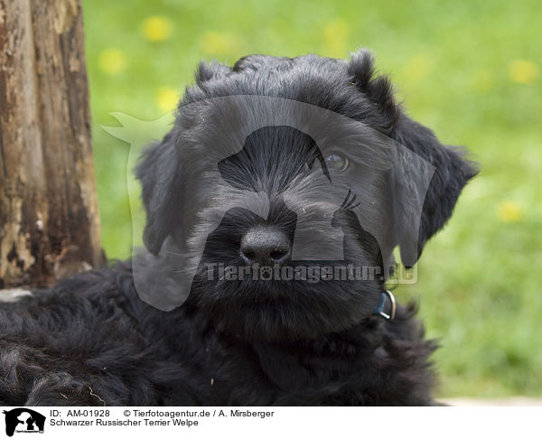 Schwarzer Russischer Terrier Welpe / AM-01928