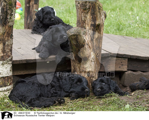 Schwarze Russische Terrier Welpen / AM-01930