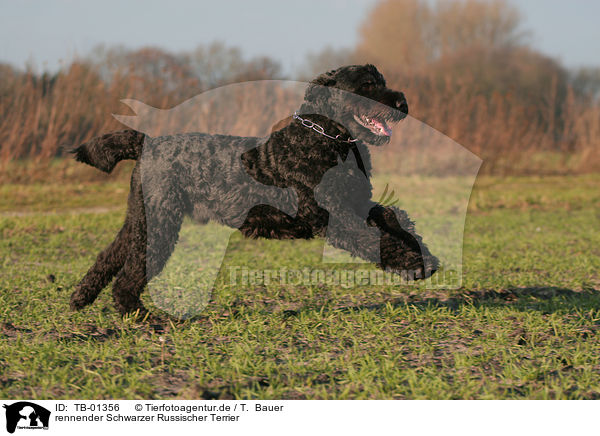 rennender Schwarzer Russischer Terrier / TB-01356