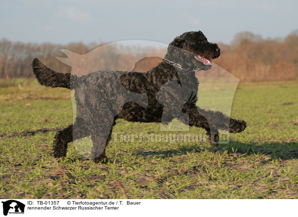 rennender Schwarzer Russischer Terrier / TB-01357