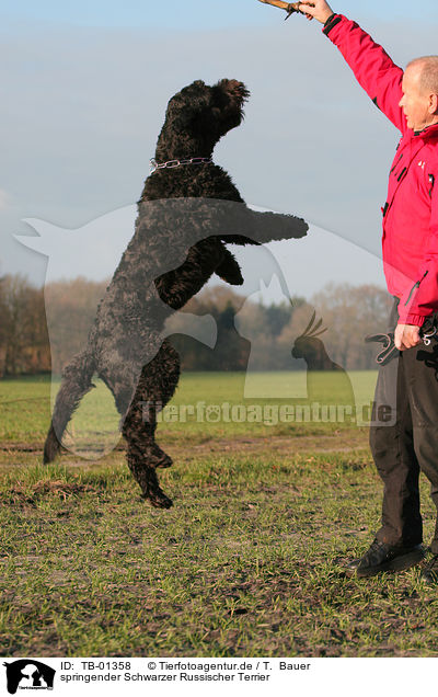 springender Schwarzer Russischer Terrier / TB-01358