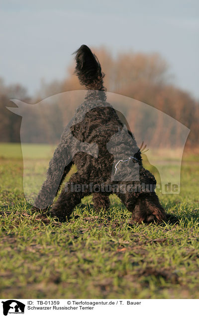 Schwarzer Russischer Terrier / Black Russian Terrier / TB-01359