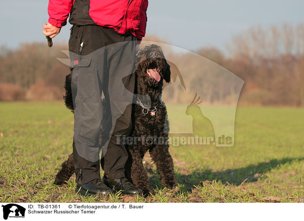 Schwarzer Russischer Terrier / TB-01361