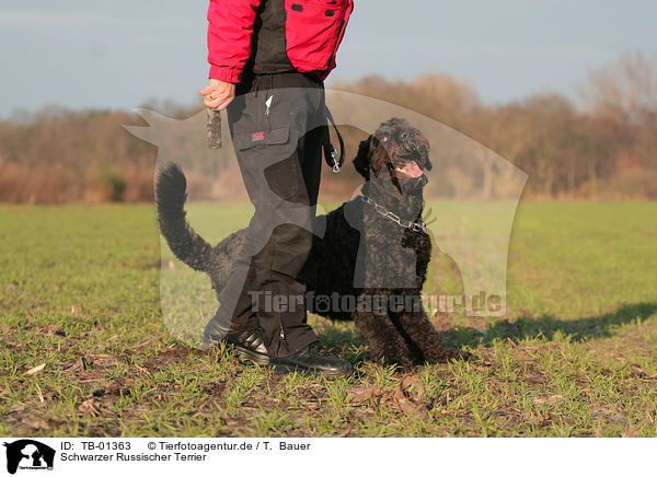 Schwarzer Russischer Terrier / TB-01363