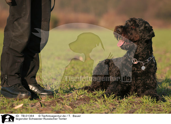 liegender Schwarzer Russischer Terrier / TB-01364
