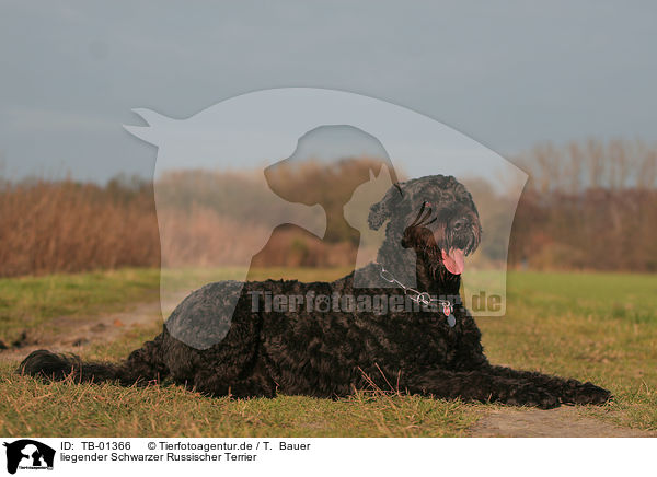 liegender Schwarzer Russischer Terrier / lying Black Russian Terrier / TB-01366