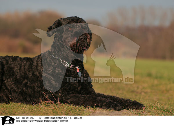 liegender Schwarzer Russischer Terrier / TB-01367