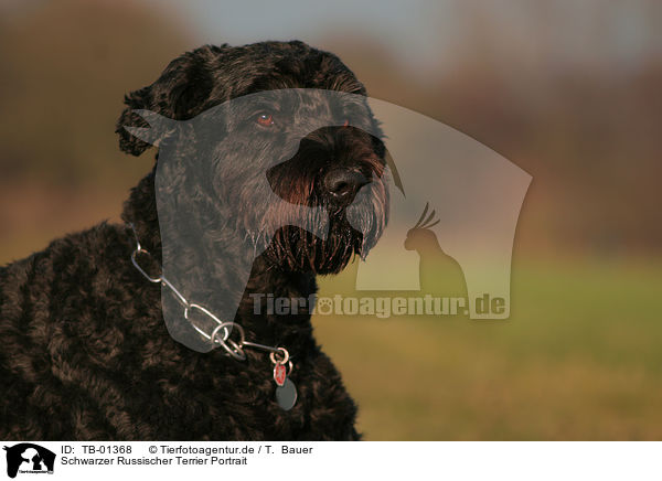 Schwarzer Russischer Terrier Portrait / TB-01368