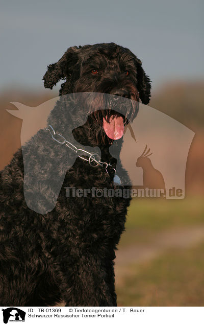 Schwarzer Russischer Terrier Portrait / TB-01369