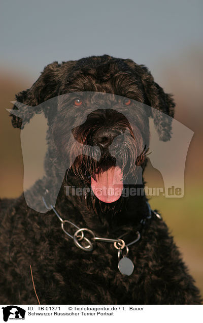 Schwarzer Russischer Terrier Portrait / Black Russian Terrier Portrait / TB-01371