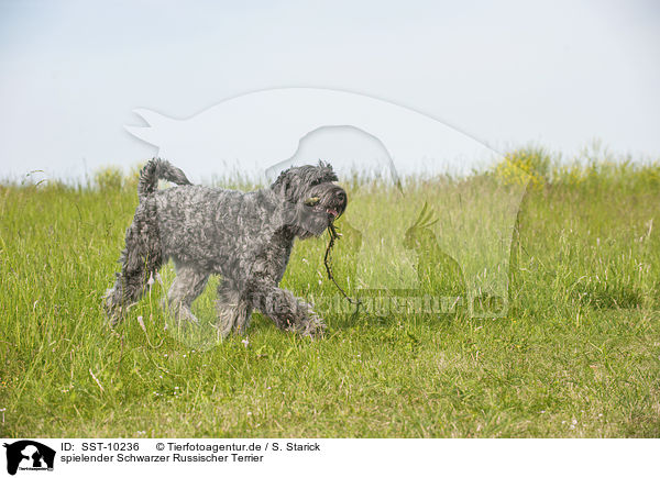 spielender Schwarzer Russischer Terrier / playing black Russian Terrier / SST-10236