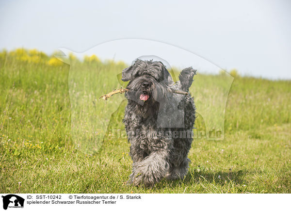 spielender Schwarzer Russischer Terrier / playing black Russian Terrier / SST-10242