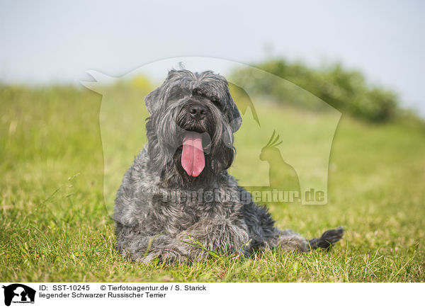 liegender Schwarzer Russischer Terrier / lying black Russian Terrier / SST-10245