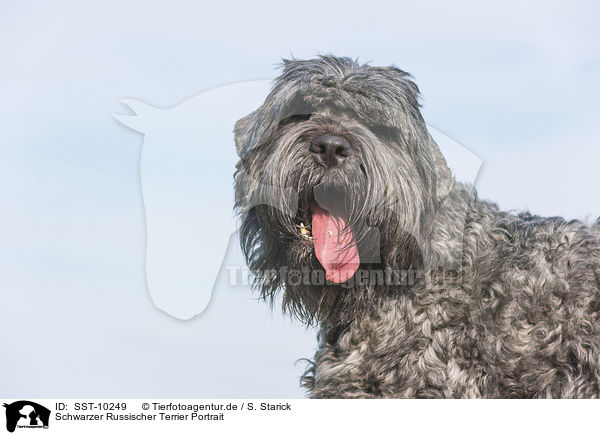 Schwarzer Russischer Terrier Portrait / SST-10249