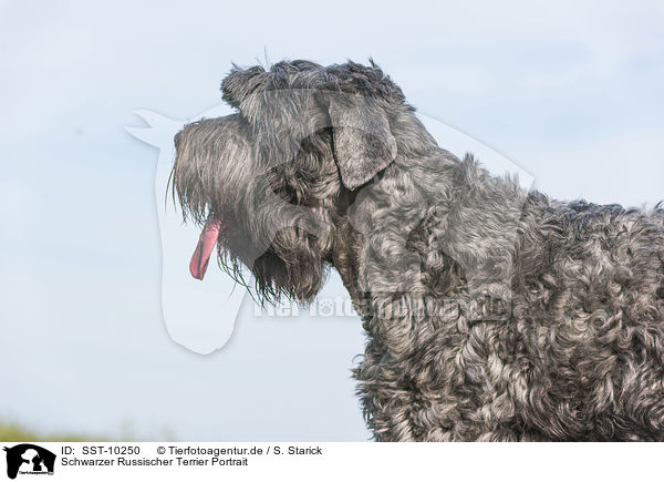 Schwarzer Russischer Terrier Portrait / SST-10250