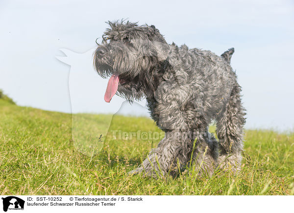 laufender Schwarzer Russischer Terrier / walking black Russian Terrier / SST-10252